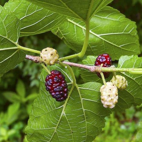 Mulberry Tree, Morus Alba - www.FOP.ae Buy online Best and Healthy Plants and quality products guarantee in Dubai Plants Shop in Dubai Abu Dhabi all over UAE Plants near me Fresh Plants in Dubai where to buy plants in UAE - FOP.ae