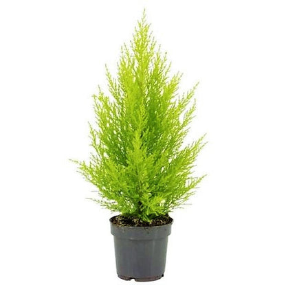 Goldcrest Wilma, Cupressus macrocarpa, Lemon Cyperus - www.FOP.ae Buy online Best and Healthy Plants and quality products guarantee in Dubai Plants Shop in Dubai Abu Dhabi all over UAE Plants near me Fresh Plants in Dubai where to buy plants in UAE - FOP.ae