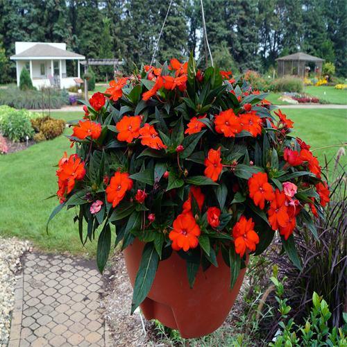 Impetiens, Touch-me-not - www.FOP.ae Buy online Best and Healthy Plants and quality products guarantee in Dubai Plants Shop in Dubai Abu Dhabi all over UAE Plants near me Fresh Plants in Dubai where to buy plants in UAE - FOP.ae