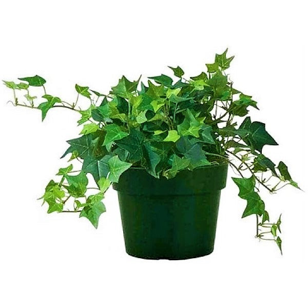 Hedera helix, English Ivy - www.FOP.ae Buy online Best and Healthy Plants and quality products guarantee in Dubai Plants Shop in Dubai Abu Dhabi all over UAE Plants near me Fresh Plants in Dubai where to buy plants in UAE - FOP.ae