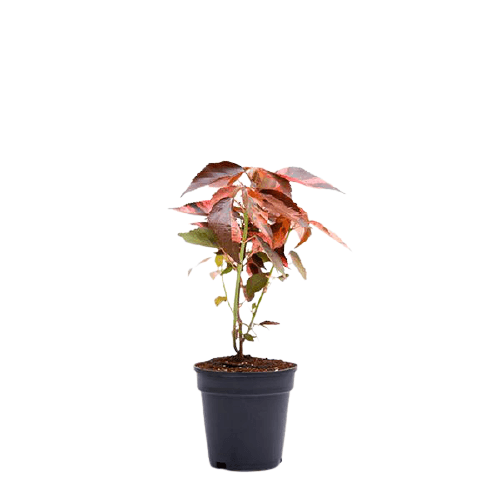 Acalypha wilkesiana, Copper Leaf - www.FOP.ae Buy online Best and Healthy Plants and quality products guarantee in Dubai Plants Shop in Dubai Abu Dhabi all over UAE Plants near me Fresh Plants in Dubai where to buy plants in UAE - FOP.ae