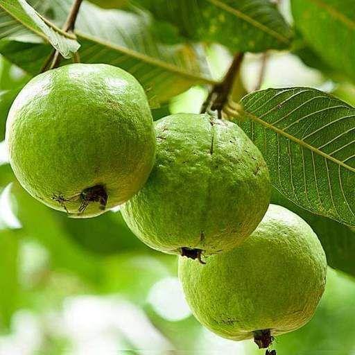 Guava Tree, Psidium Guajava - www.FOP.ae Buy online Best and Healthy Plants and quality products guarantee in Dubai Plants Shop in Dubai Abu Dhabi all over UAE Plants near me Fresh Plants in Dubai where to buy plants in UAE - FOP.ae