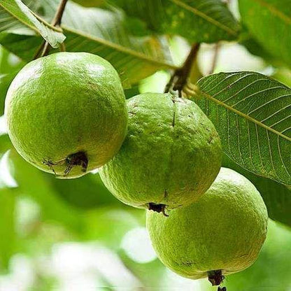 Guava Tree, Psidium Guajava - www.FOP.ae Buy online Best and Healthy Plants and quality products guarantee in Dubai Plants Shop in Dubai Abu Dhabi all over UAE Plants near me Fresh Plants in Dubai where to buy plants in UAE - FOP.ae