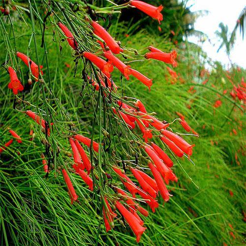 Russelia Equisetiformis, Coral Plant, Firecracker Plant - www.FOP.ae Buy online Best and Healthy Plants and quality products guarantee in Dubai Plants Shop in Dubai Abu Dhabi all over UAE Plants near me Fresh Plants in Dubai where to buy plants in UAE - FOP.ae