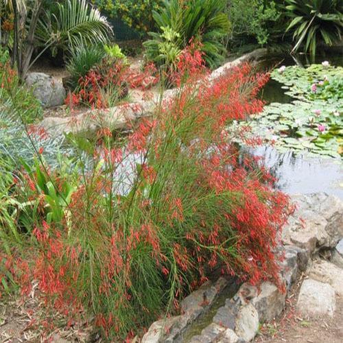 Russelia Equisetiformis, Coral Plant, Firecracker Plant - www.FOP.ae Buy online Best and Healthy Plants and quality products guarantee in Dubai Plants Shop in Dubai Abu Dhabi all over UAE Plants near me Fresh Plants in Dubai where to buy plants in UAE - FOP.ae