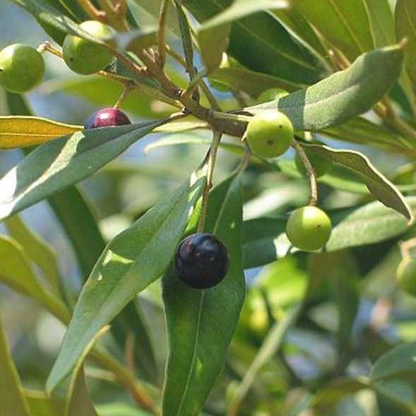 Olea Europaea , Olive Tree, Conical Shape - www.FOP.ae Buy online Best and Healthy Plants and quality products guarantee in Dubai Plants Shop in Dubai Abu Dhabi all over UAE Plants near me Fresh Plants in Dubai where to buy plants in UAE - FOP.ae