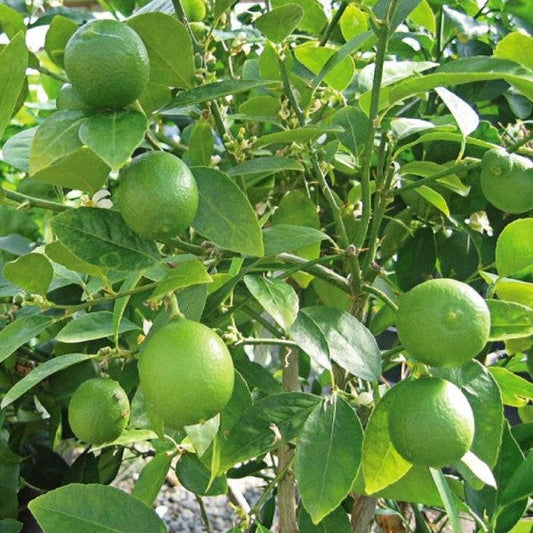 Citrus Aurantifolia, Citrus Omani - www.FOP.ae Buy online Best and Healthy Plants and quality products guarantee in Dubai Plants Shop in Dubai Abu Dhabi all over UAE Plants near me Fresh Plants in Dubai where to buy plants in UAE - FOP.ae