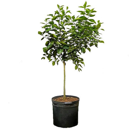 Citrus orange, Orange Tree - www.FOP.ae Buy online Best and Healthy Plants and quality products guarantee in Dubai Plants Shop in Dubai Abu Dhabi all over UAE Plants near me Fresh Plants in Dubai where to buy plants in UAE - FOP.ae