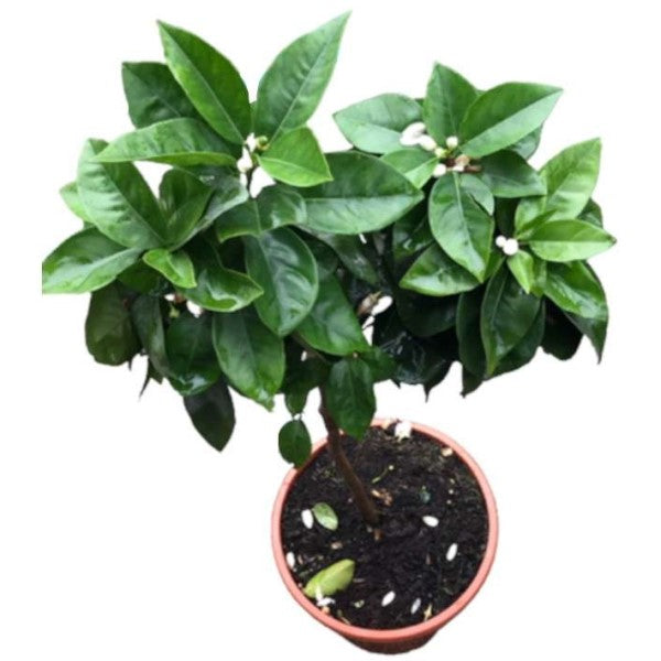 Citrus sinensis Moro, Blood Orange Tree - www.FOP.ae Buy online Best and Healthy Plants and quality products guarantee in Dubai Plants Shop in Dubai Abu Dhabi all over UAE Plants near me Fresh Plants in Dubai where to buy plants in UAE - FOP.ae