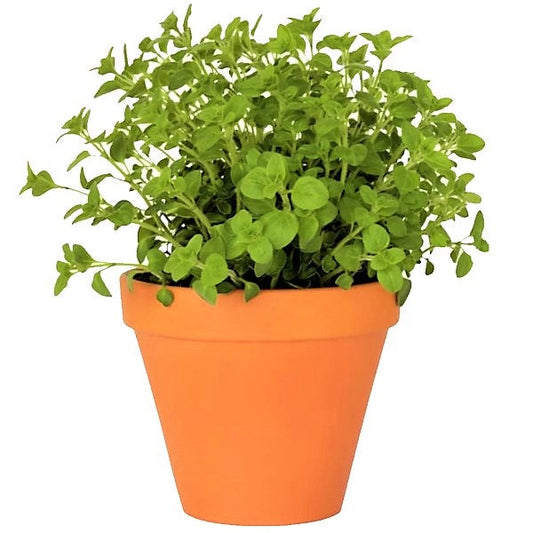 Oregano Herb, Origanum Vulgare - www.FOP.ae Buy online Best and Healthy Plants and quality products guarantee in Dubai Plants Shop in Dubai Abu Dhabi all over UAE Plants near me Fresh Plants in Dubai where to buy plants in UAE - FOP.ae