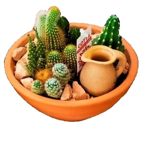 Cactus Outdoor - www.FOP.ae Buy online Best and Healthy Plants and quality products guarantee in Dubai Plants Shop in Dubai Abu Dhabi all over UAE Plants near me Fresh Plants in Dubai where to buy plants in UAE - FOP.ae