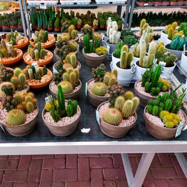 Cactus Outdoor - www.FOP.ae Buy online Best and Healthy Plants and quality products guarantee in Dubai Plants Shop in Dubai Abu Dhabi all over UAE Plants near me Fresh Plants in Dubai where to buy plants in UAE - FOP.ae