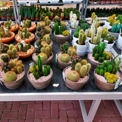 Cactus Outdoor - www.FOP.ae Buy online Best and Healthy Plants and quality products guarantee in Dubai Plants Shop in Dubai Abu Dhabi all over UAE Plants near me Fresh Plants in Dubai where to buy plants in UAE - FOP.ae