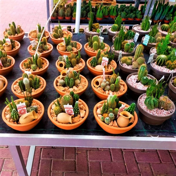 Cactus Outdoor - www.FOP.ae Buy online Best and Healthy Plants and quality products guarantee in Dubai Plants Shop in Dubai Abu Dhabi all over UAE Plants near me Fresh Plants in Dubai where to buy plants in UAE - FOP.ae