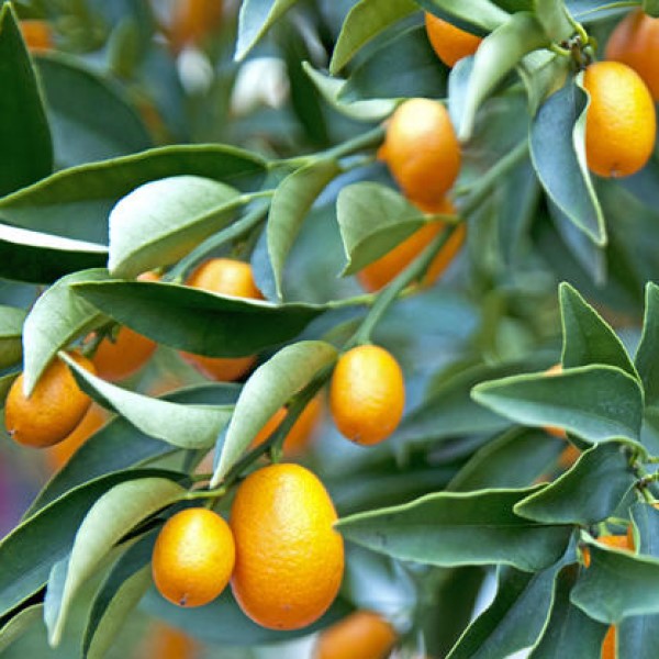 Fortunella margarita, Kumquat - www.FOP.ae Buy online Best and Healthy Plants and quality products guarantee in Dubai Plants Shop in Dubai Abu Dhabi all over UAE Plants near me Fresh Plants in Dubai where to buy plants in UAE - FOP.ae