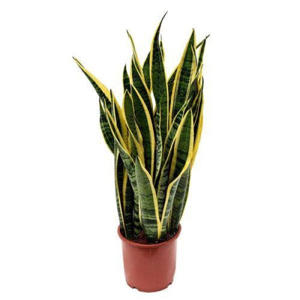 Sansevieria Trifasciata, Snake Plant, Outdoor - www.FOP.ae Buy online Best and Healthy Plants and quality products guarantee in Dubai Plants Shop in Dubai Abu Dhabi all over UAE Plants near me Fresh Plants in Dubai where to buy plants in UAE - FOP.ae