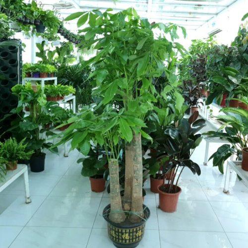 Pachira Aquatica, Money Tree - www.FOP.ae Buy online Best and Healthy Plants and quality products guarantee in Dubai Plants Shop in Dubai Abu Dhabi all over UAE Plants near me Fresh Plants in Dubai where to buy plants in UAE - FOP.ae