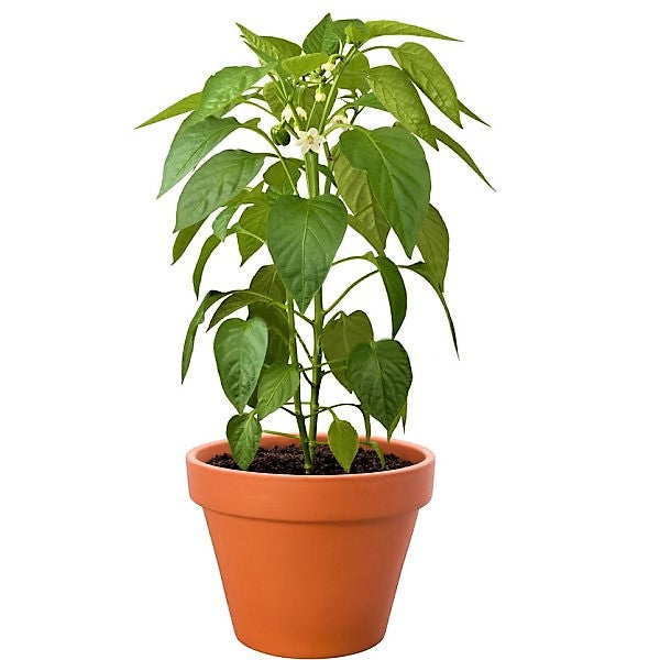 Capsicum Plant, Bell Pepper, Red Pepper - www.FOP.ae Buy online Best and Healthy Plants and quality products guarantee in Dubai Plants Shop in Dubai Abu Dhabi all over UAE Plants near me Fresh Plants in Dubai where to buy plants in UAE - FOP.ae
