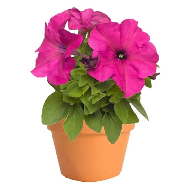 Petunia, Petunias (small) - www.FOP.ae Buy online Best and Healthy Plants and quality products guarantee in Dubai Plants Shop in Dubai Abu Dhabi all over UAE Plants near me Fresh Plants in Dubai where to buy plants in UAE - FOP.ae