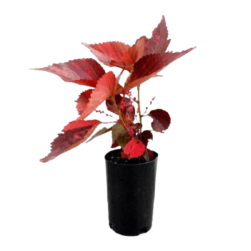 Acalypha wilkesiana, Copper Leaf - www.FOP.ae Buy online Best and Healthy Plants and quality products guarantee in Dubai Plants Shop in Dubai Abu Dhabi all over UAE Plants near me Fresh Plants in Dubai where to buy plants in UAE - FOP.ae