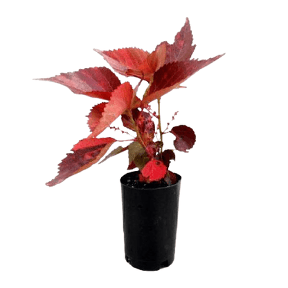 Acalypha wilkesiana, Copper Leaf - www.FOP.ae Buy online Best and Healthy Plants and quality products guarantee in Dubai Plants Shop in Dubai Abu Dhabi all over UAE Plants near me Fresh Plants in Dubai where to buy plants in UAE - FOP.ae