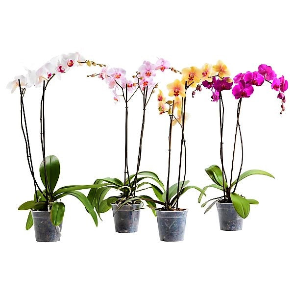 Moth Orchids, Phalaenopsis orchids - www.FOP.ae Buy online Best and Healthy Plants and quality products guarantee in Dubai Plants Shop in Dubai Abu Dhabi all over UAE Plants near me Fresh Plants in Dubai where to buy plants in UAE - FOP.ae