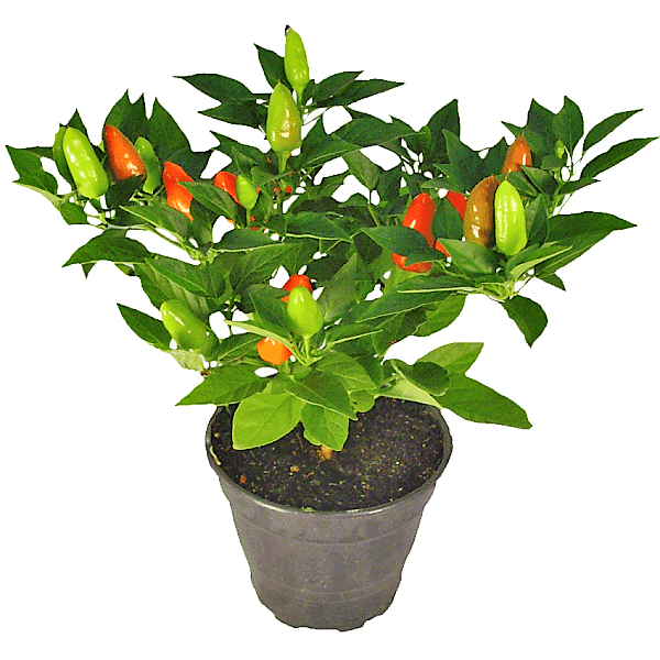 Ornamental pepper plant - www.FOP.ae Buy online Best and Healthy Plants and quality products guarantee in Dubai Plants Shop in Dubai Abu Dhabi all over UAE Plants near me Fresh Plants in Dubai where to buy plants in UAE - FOP.ae