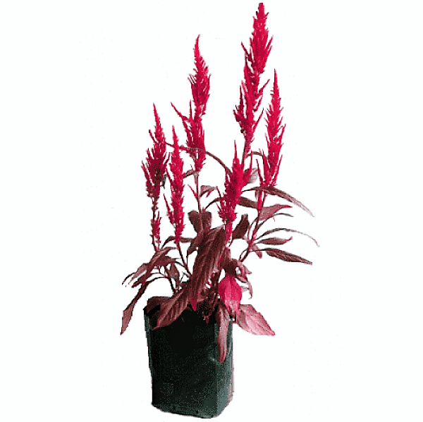 Red Amaranth, Amaranthus Cruentus - www.FOP.ae Buy online Best and Healthy Plants and quality products guarantee in Dubai Plants Shop in Dubai Abu Dhabi all over UAE Plants near me Fresh Plants in Dubai where to buy plants in UAE - FOP.ae