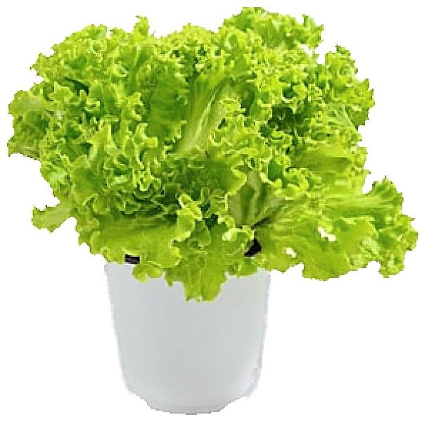 Lettuce, Lactuca Sativa - www.FOP.ae Buy online Best and Healthy Plants and quality products guarantee in Dubai Plants Shop in Dubai Abu Dhabi all over UAE Plants near me Fresh Plants in Dubai where to buy plants in UAE - FOP.ae