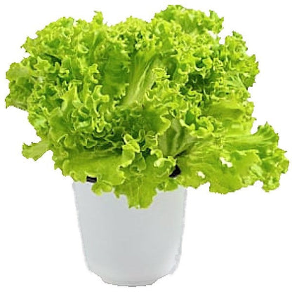 Lettuce, Lactuca Sativa - www.FOP.ae Buy online Best and Healthy Plants and quality products guarantee in Dubai Plants Shop in Dubai Abu Dhabi all over UAE Plants near me Fresh Plants in Dubai where to buy plants in UAE - FOP.ae