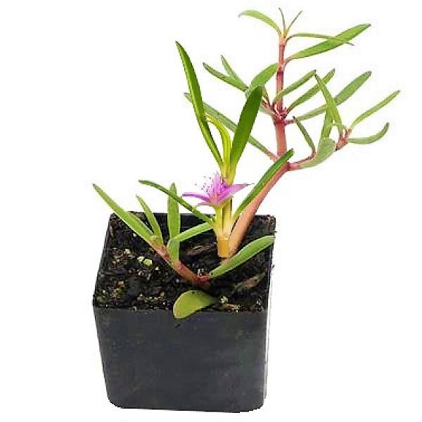 Sesuvium Portulacastrum, Shoreline Seapurslane (small) - www.FOP.ae Buy online Best and Healthy Plants and quality products guarantee in Dubai Plants Shop in Dubai Abu Dhabi all over UAE Plants near me Fresh Plants in Dubai where to buy plants in UAE - FOP.ae