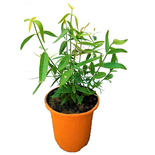 Miswak Plant, Salvadora persica, Toothbrush Tree - www.FOP.ae Buy online Best and Healthy Plants and quality products guarantee in Dubai Plants Shop in Dubai Abu Dhabi all over UAE Plants near me Fresh Plants in Dubai where to buy plants in UAE - FOP.ae