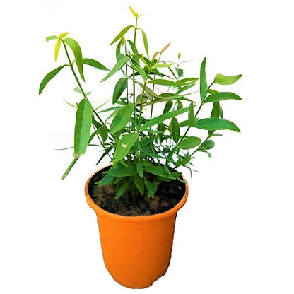 Miswak Plant, Salvadora persica, Toothbrush Tree - www.FOP.ae Buy online Best and Healthy Plants and quality products guarantee in Dubai Plants Shop in Dubai Abu Dhabi all over UAE Plants near me Fresh Plants in Dubai where to buy plants in UAE - FOP.ae