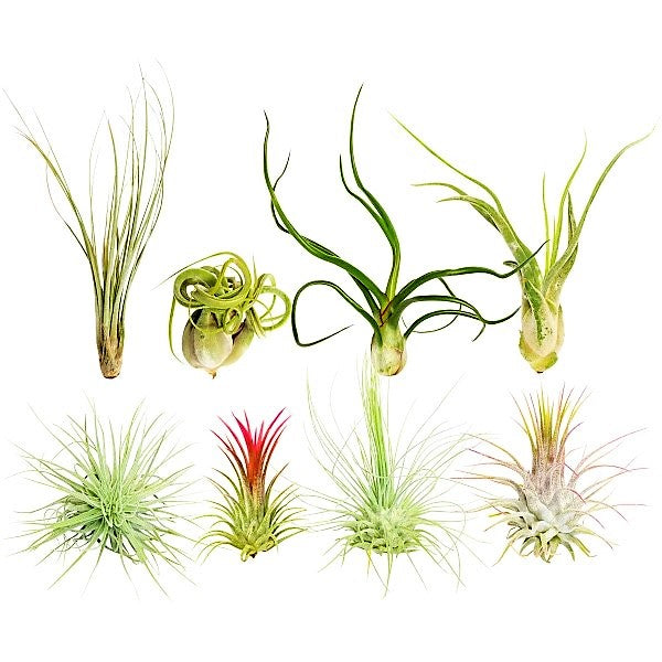 Air Plants Assorted Mix - www.FOP.ae Buy online Best and Healthy Plants and quality products guarantee in Dubai Plants Shop in Dubai Abu Dhabi all over UAE Plants near me Fresh Plants in Dubai where to buy plants in UAE - FOP.ae
