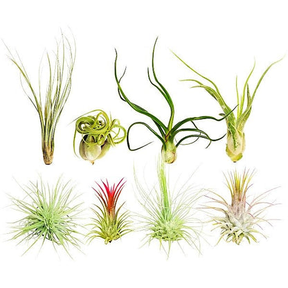 Air Plants Assorted Mix - www.FOP.ae Buy online Best and Healthy Plants and quality products guarantee in Dubai Plants Shop in Dubai Abu Dhabi all over UAE Plants near me Fresh Plants in Dubai where to buy plants in UAE - FOP.ae