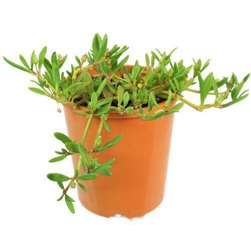 Sesuvium Portulacastrum (small) - www.FOP.ae Buy online Best and Healthy Plants and quality products guarantee in Dubai Plants Shop in Dubai Abu Dhabi all over UAE Plants near me Fresh Plants in Dubai where to buy plants in UAE - FOP.ae