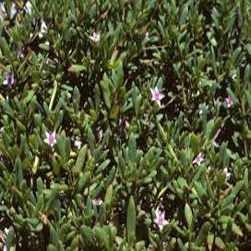 Sesuvium Portulacastrum (small) - www.FOP.ae Buy online Best and Healthy Plants and quality products guarantee in Dubai Plants Shop in Dubai Abu Dhabi all over UAE Plants near me Fresh Plants in Dubai where to buy plants in UAE - FOP.ae