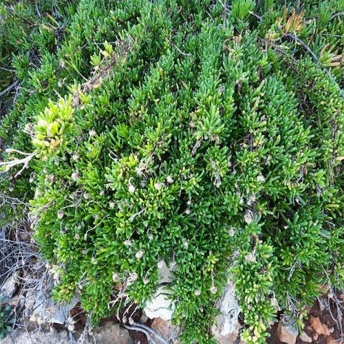 Sesuvium Portulacastrum (small) - www.FOP.ae Buy online Best and Healthy Plants and quality products guarantee in Dubai Plants Shop in Dubai Abu Dhabi all over UAE Plants near me Fresh Plants in Dubai where to buy plants in UAE - FOP.ae