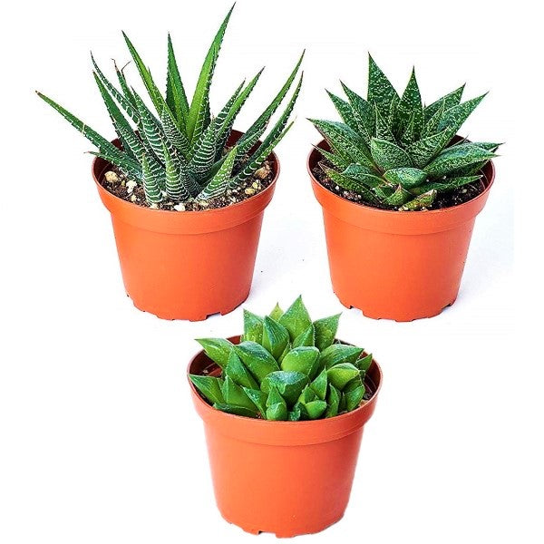 Mini succulents Haworthia - www.FOP.ae Buy online Best and Healthy Plants and quality products guarantee in Dubai Plants Shop in Dubai Abu Dhabi all over UAE Plants near me Fresh Plants in Dubai where to buy plants in UAE - FOP.ae