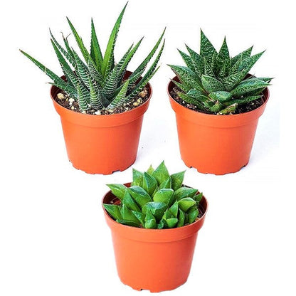 Mini succulents Haworthia - www.FOP.ae Buy online Best and Healthy Plants and quality products guarantee in Dubai Plants Shop in Dubai Abu Dhabi all over UAE Plants near me Fresh Plants in Dubai where to buy plants in UAE - FOP.ae