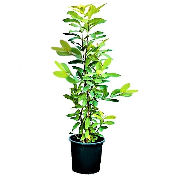 Black Plum, Syzygium Cumini, Java Plum, Jamun, Jambolan - www.FOP.ae Buy online Best and Healthy Plants and quality products guarantee in Dubai Plants Shop in Dubai Abu Dhabi all over UAE Plants near me Fresh Plants in Dubai where to buy plants in UAE - FOP.ae