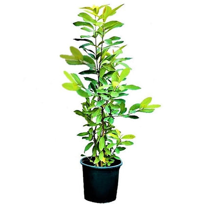Black Plum, Syzygium Cumini, Java Plum, Jamun, Jambolan - www.FOP.ae Buy online Best and Healthy Plants and quality products guarantee in Dubai Plants Shop in Dubai Abu Dhabi all over UAE Plants near me Fresh Plants in Dubai where to buy plants in UAE - FOP.ae