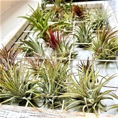 Air Plants Assorted Mix - www.FOP.ae Buy online Best and Healthy Plants and quality products guarantee in Dubai Plants Shop in Dubai Abu Dhabi all over UAE Plants near me Fresh Plants in Dubai where to buy plants in UAE - FOP.ae