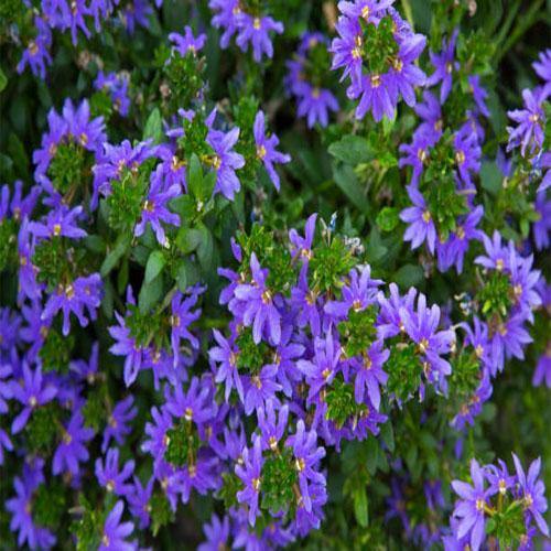 Scaevola Aemula, Blue Wonder - www.FOP.ae Buy online Best and Healthy Plants and quality products guarantee in Dubai Plants Shop in Dubai Abu Dhabi all over UAE Plants near me Fresh Plants in Dubai where to buy plants in UAE - FOP.ae