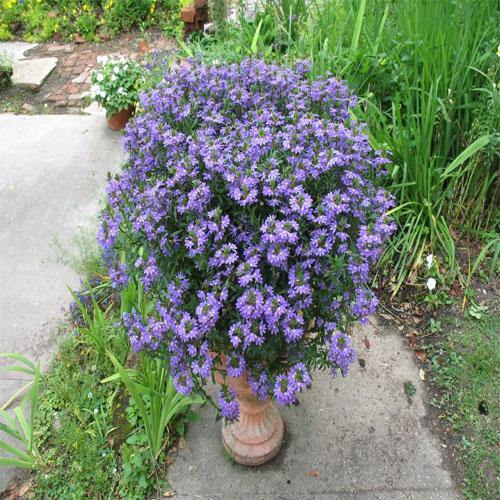 Scaevola Aemula, Blue Wonder - www.FOP.ae Buy online Best and Healthy Plants and quality products guarantee in Dubai Plants Shop in Dubai Abu Dhabi all over UAE Plants near me Fresh Plants in Dubai where to buy plants in UAE - FOP.ae