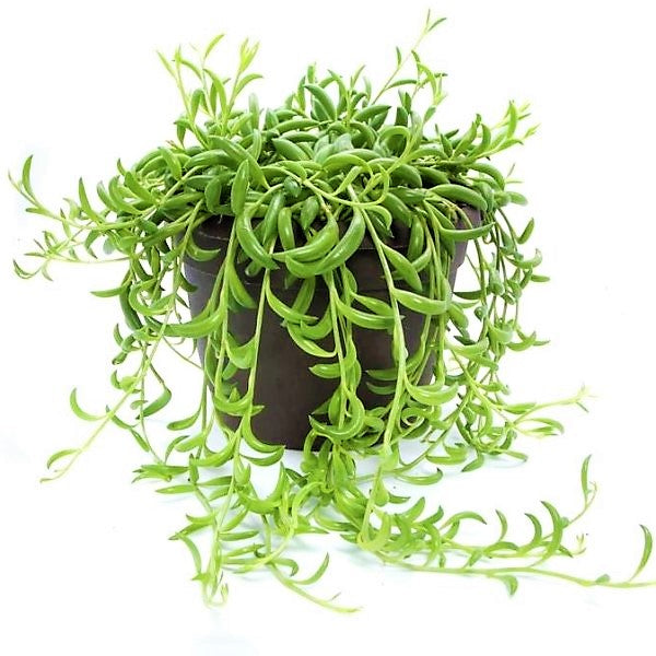 String of Bananas, Senecio Radicans - www.FOP.ae Buy online Best and Healthy Plants and quality products guarantee in Dubai Plants Shop in Dubai Abu Dhabi all over UAE Plants near me Fresh Plants in Dubai where to buy plants in UAE - FOP.ae