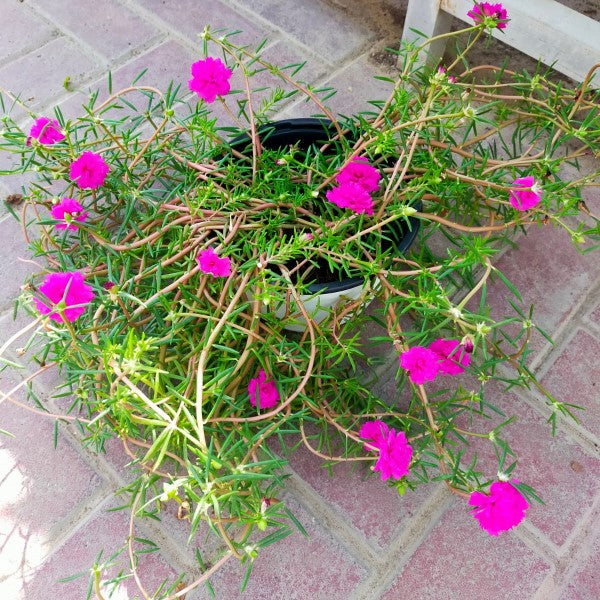 Rose Moss, Portulaca Grandiflora - www.FOP.ae Buy online Best and Healthy Plants and quality products guarantee in Dubai Plants Shop in Dubai Abu Dhabi all over UAE Plants near me Fresh Plants in Dubai where to buy plants in UAE - FOP.ae