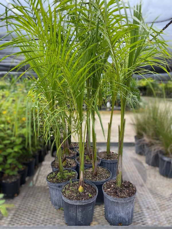 Royal Palm, Roystonia Regia