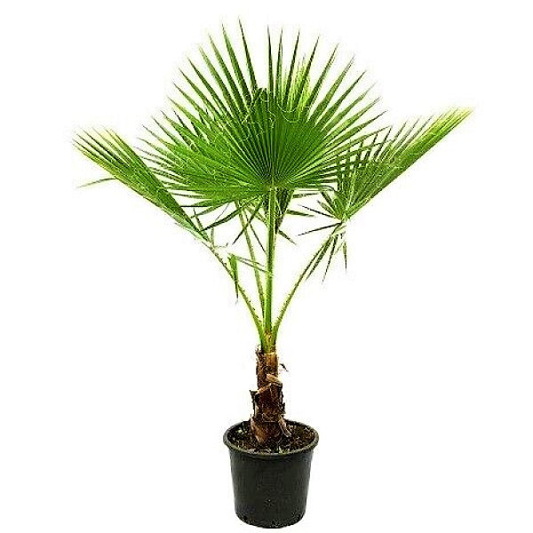 Mexican Blue Palm, Brahea Armata - www.FOP.ae Buy online Best and Healthy Plants and quality products guarantee in Dubai Plants Shop in Dubai Abu Dhabi all over UAE Plants near me Fresh Plants in Dubai where to buy plants in UAE - FOP.ae
