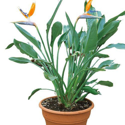 Bird of Paradise, Strelitzia Reginae, Indoor - www.FOP.ae Buy online Best and Healthy Plants and quality products guarantee in Dubai Plants Shop in Dubai Abu Dhabi all over UAE Plants near me Fresh Plants in Dubai where to buy plants in UAE - FOP.ae